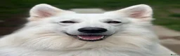 German Shepherd dogs for sale: Straight Back White German Shepherd Pups 🐶 🐕  - Advert 7