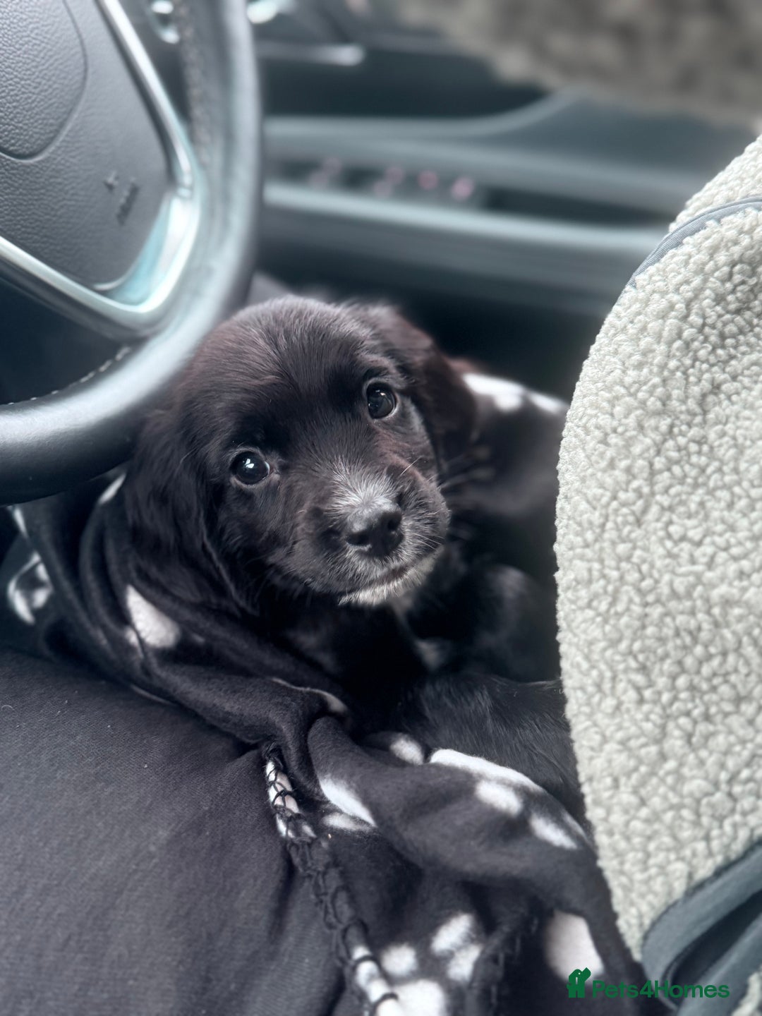 Sprocker dogs for sale: F1 Beautiful Sprocker Spaniels 1 boy available🏠  - Advert 1