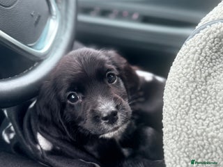 Sprocker dogs F1 Beautiful Sprocker Spaniels 1 boy available🏠 - Advert 11