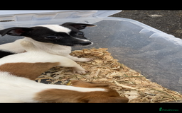 Jack Russell dogs for sale: Jack Russel puppies  - Image 2