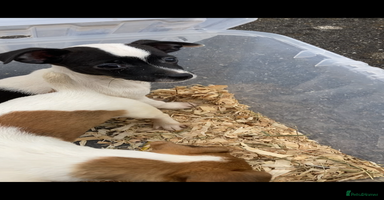 Jack Russell dogs - Advert 10