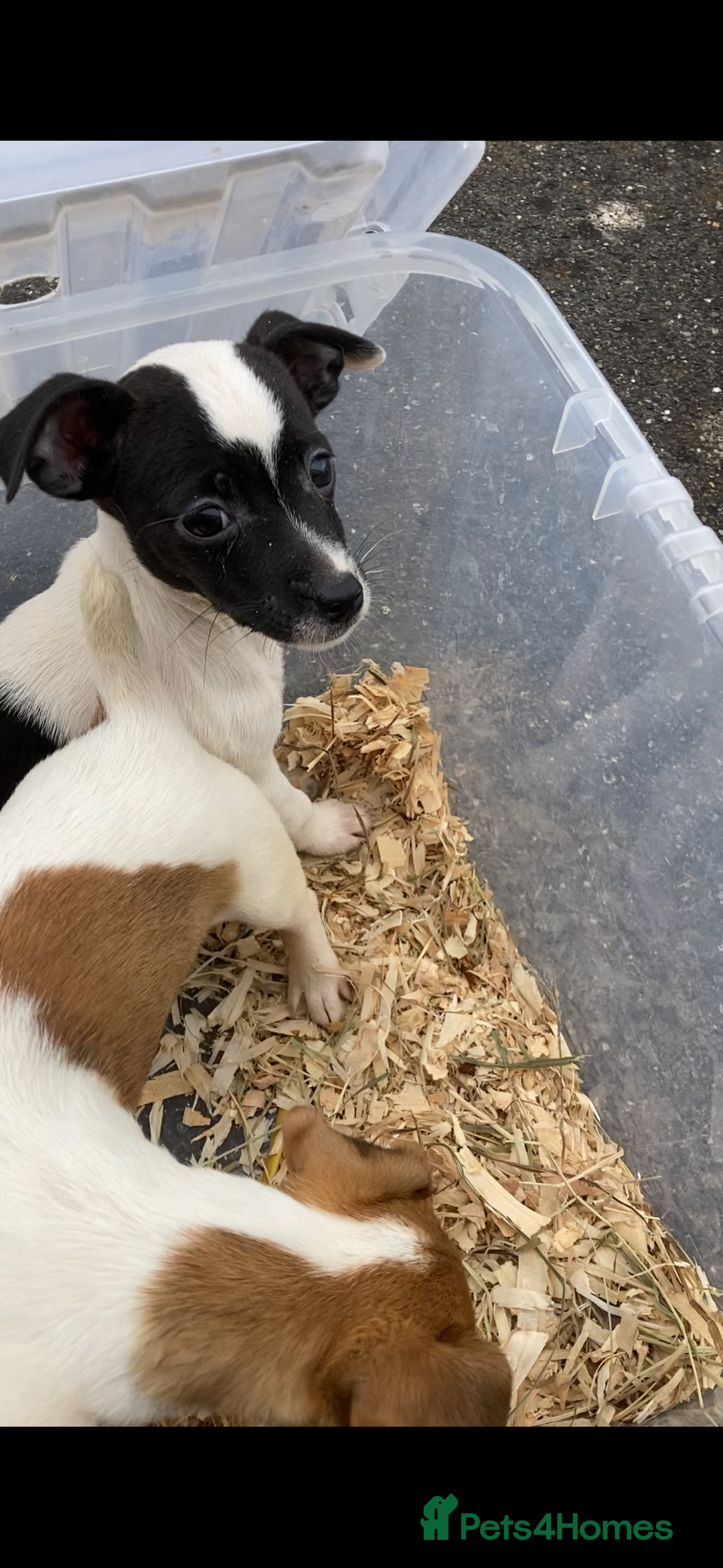Jack Russell dogs for sale: Jack Russel puppies  - Image 2