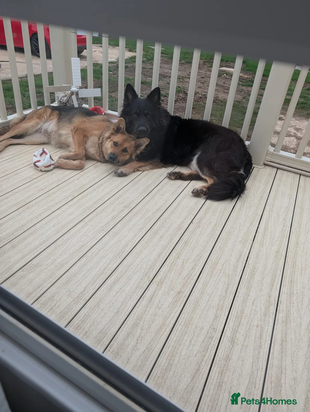 German Shepherd dogs for sale: Beautiful 8 German shepherd puppies - Advert 2
