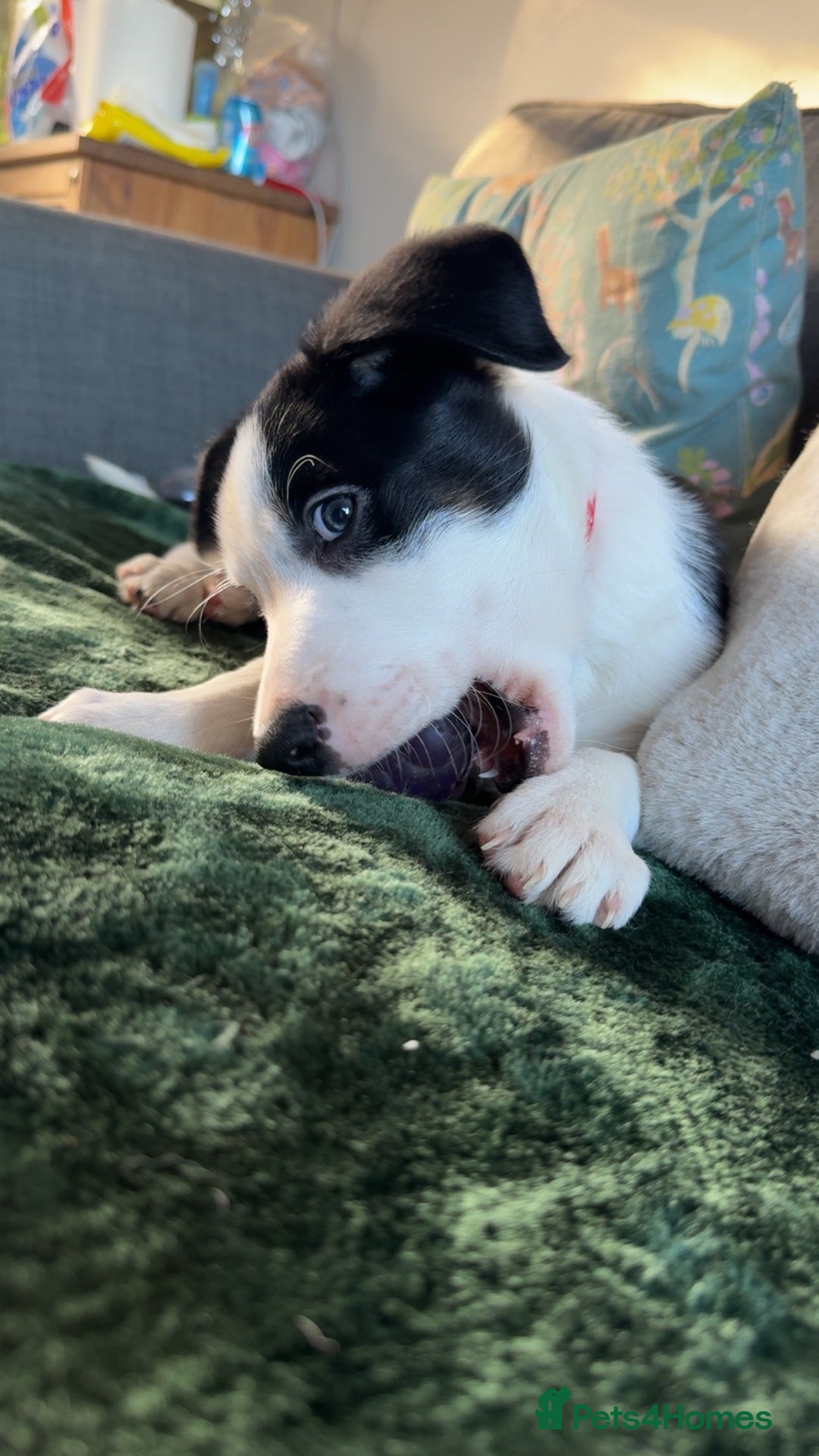 Border Collie dogs for sale: One border collie pup  - Advert 3