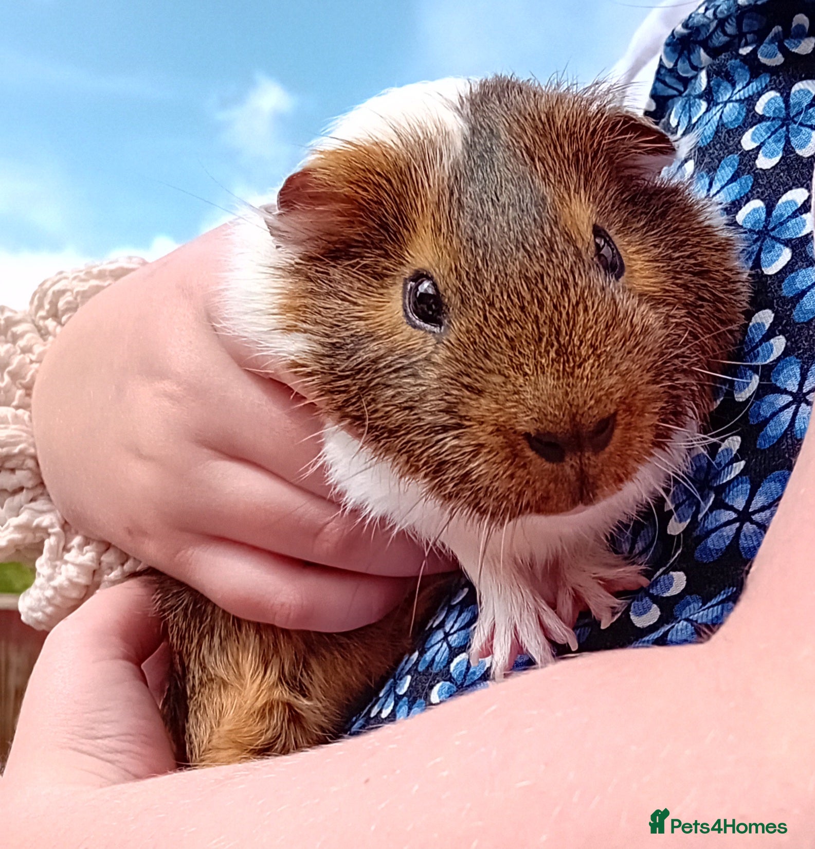 Guinea Pig rodents Single male guinea pig nearly 2 years old in Tenbury Wells - Advert 12