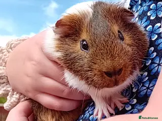 Guinea Pig rodents Single male guinea pig nearly 2 years old in Tenbury Wells - Advert 1