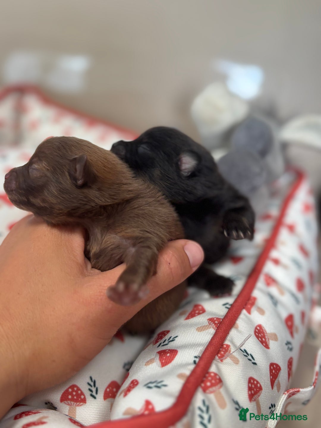 Pomeranian dogs for sale: Pomeranian puppies - Image 11