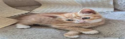Mixed Breed cats for sale: Adorable Kittens for Sale – 3 Boys, 2 Girls in London - Advert 18