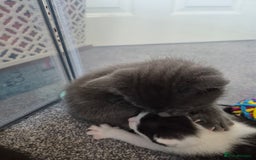 Mixed Breed cats for sale: Beautiful litter of 5 kittens  - Image 10