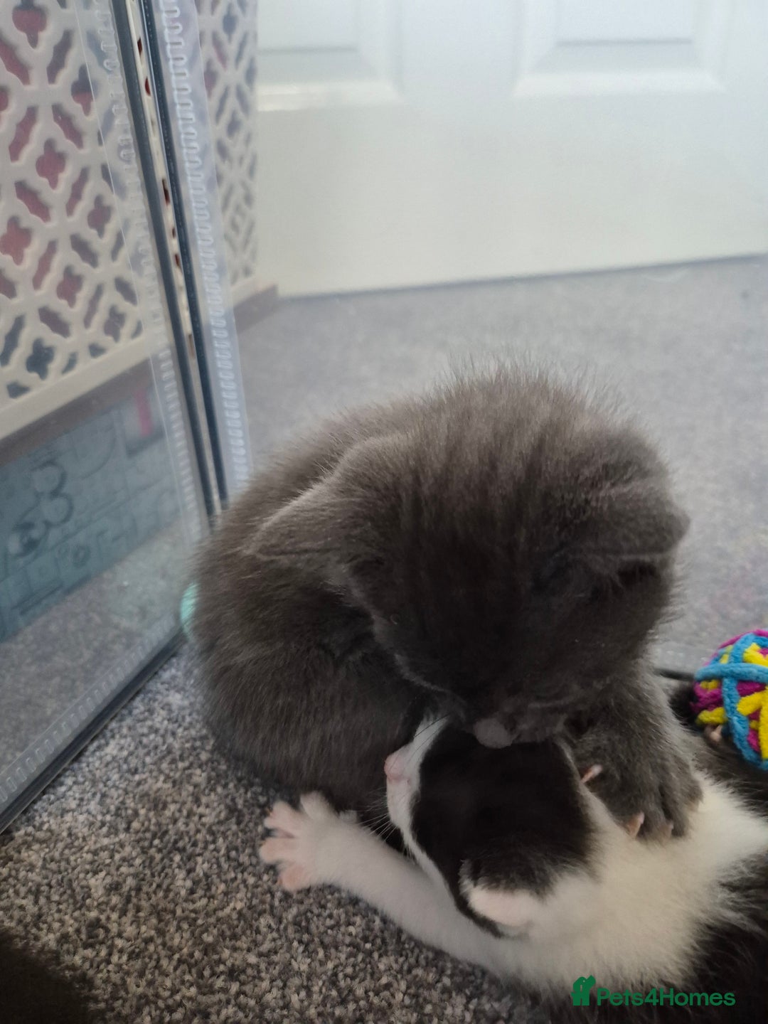 Mixed Breed cats for sale: Beautiful litter of 5 kittens  - Image 10