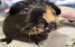 Guinea Pig rodents for sale: Beautiful Female Guinea Pigs  - Image 4