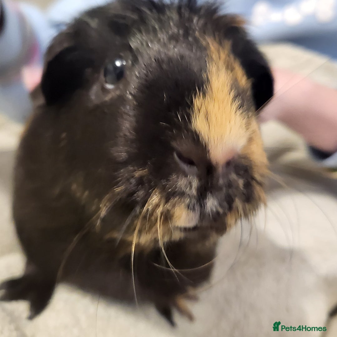Guinea Pig rodents for sale: Beautiful Female Guinea Pigs  - Image 4