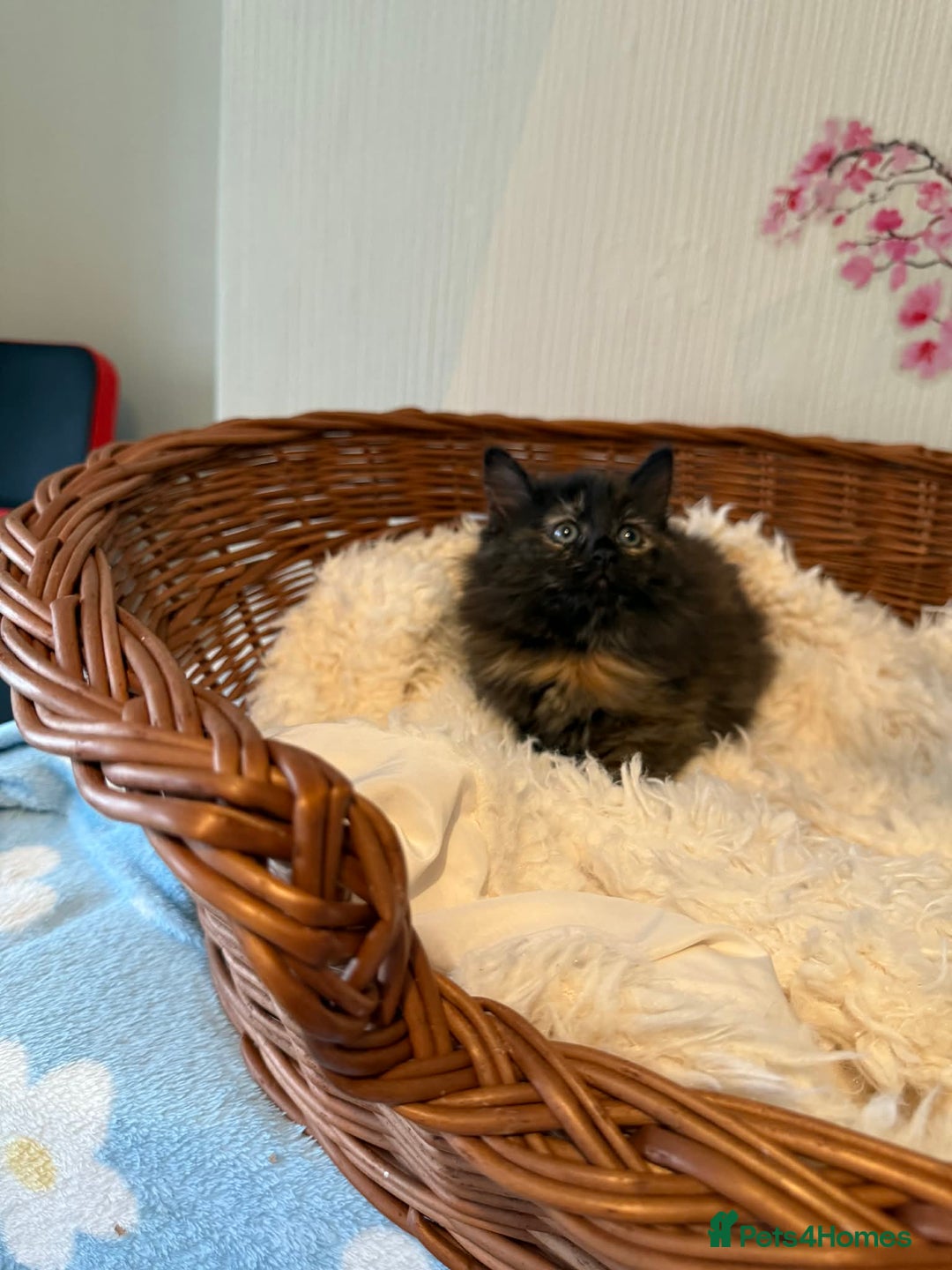 Persian cats for sale: Very fluffy kittens  - Advert 12