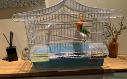 Lovebirds birds for sale: Breeding pair of love birds for sale - Image 8