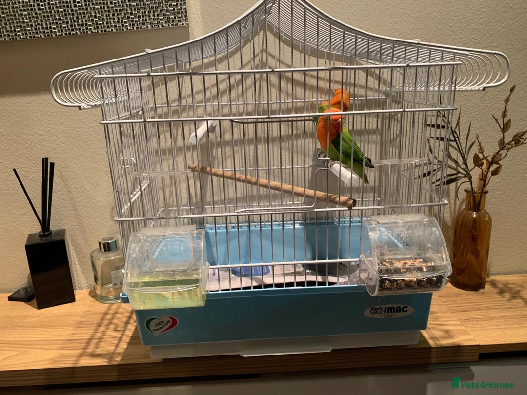 Lovebirds birds for sale: Breeding pair of love birds for sale - Image 8