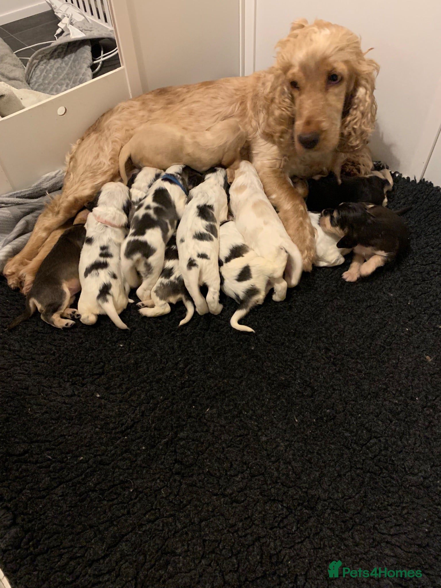 Cocker Spaniel dogs Gorgeous Sable KC Registered Show Cocker Puppies.  - Advert 1