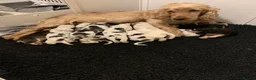 Cocker Spaniel dogs for sale: Stunning KC Show Cocker Spaniel Sable Puppies.  - Advert 1