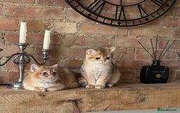 British Shorthair cats for sale: BSH golden kittens - Image 3