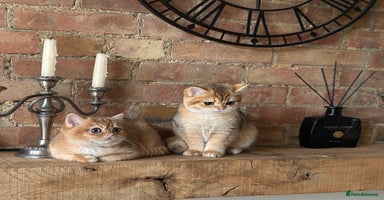 British Shorthair cats - Advert 13