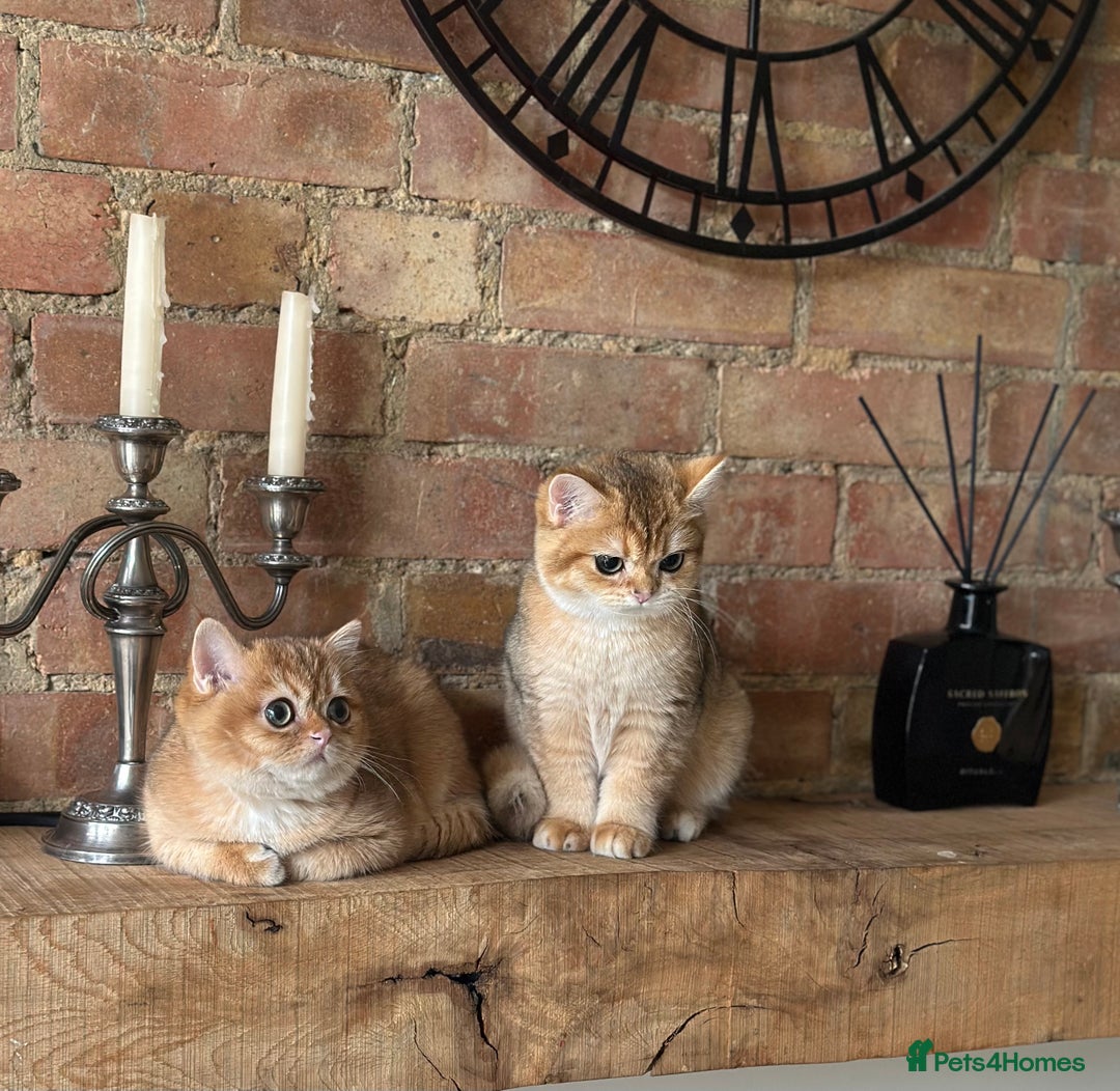 British Shorthair cats for sale: BSH golden kittens - Image 3