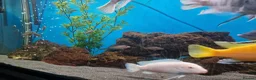 Cichlids fish for sale: Full Large Fish Tank Set Up - Advert 3
