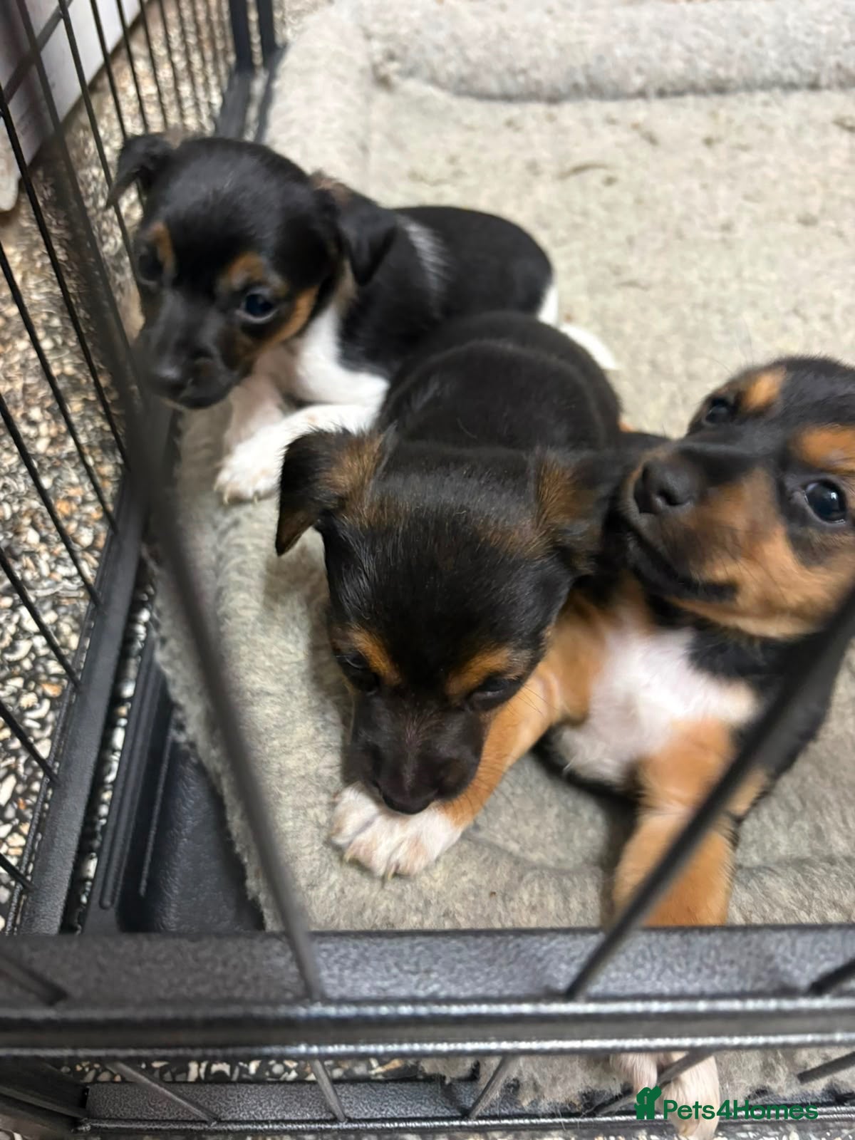 Jack Russell dogs Adorable Jack Russel pups for sale 3 boys - Advert 2