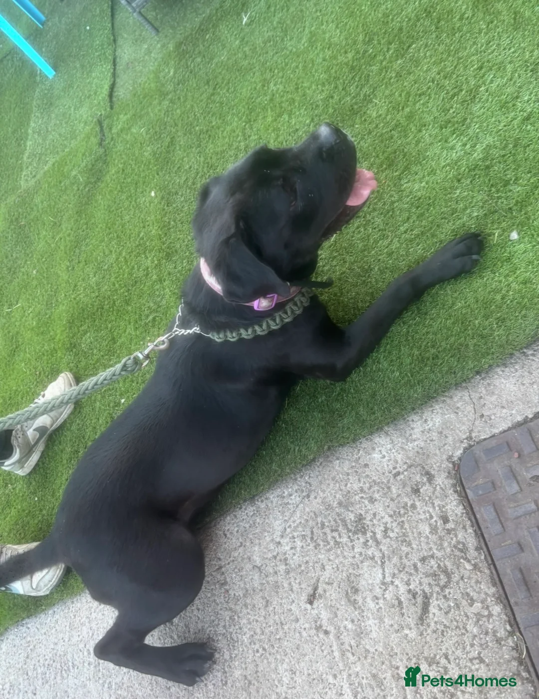 Mixed Breed dogs for sale: Female mixed breed 2 years  - Advert 2
