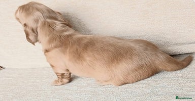 Miniature Dachshund dogs - Advert 12
