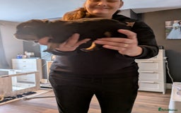 Rottweiler dogs for sale: Stunning Rottweiler pups  - Image 16