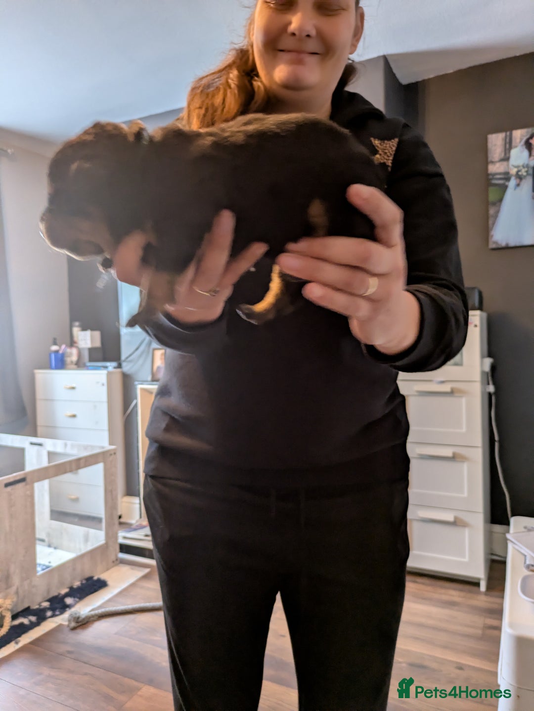 Rottweiler dogs for sale: Stunning Rottweiler pups  - Image 16