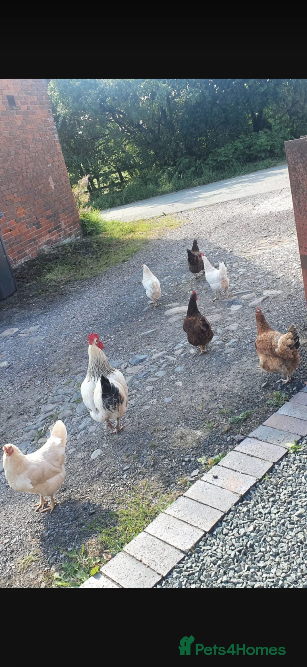 Chickens poultry for sale: Hybrid hatching eggs in Market Drayton - Advert 5