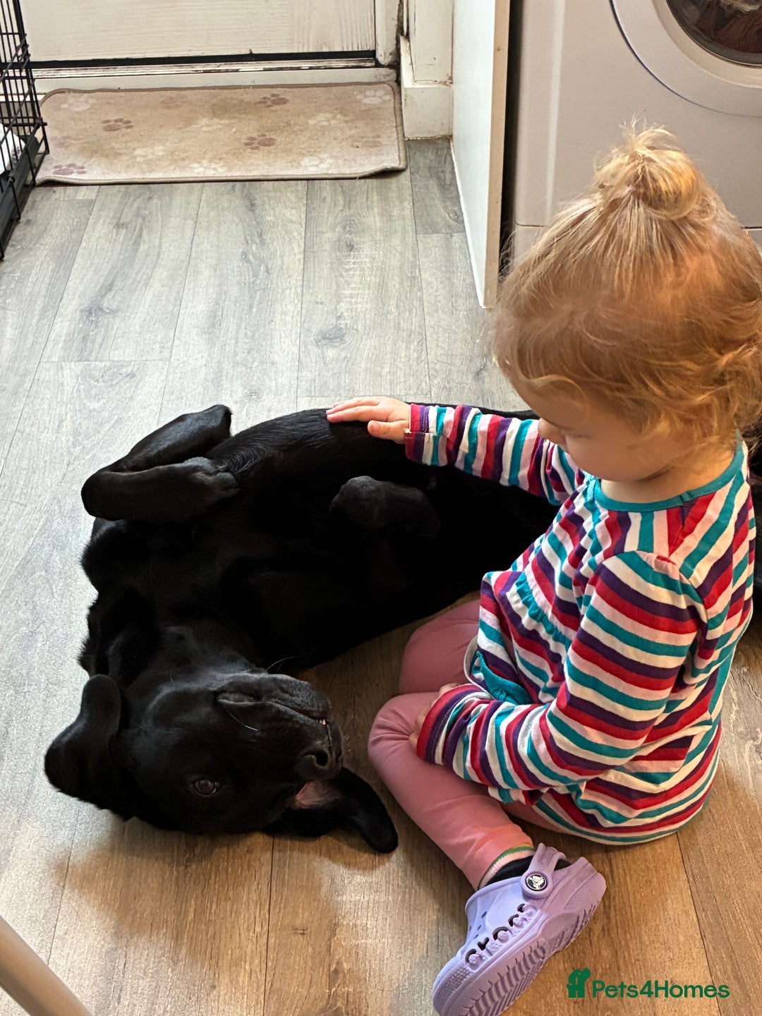 Labrador Retriever dogs for sale: Beautiful black lab for rehoming - Advert 6