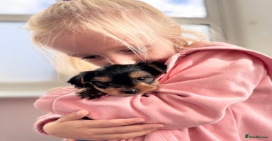 Yorkshire Terrier dogs - Advert 11
