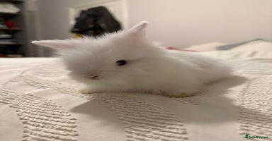 Lionhead rabbits - Advert 2