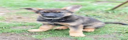 German Shepherd dogs for sale: Shorthaired German Shepherd  - Advert 7