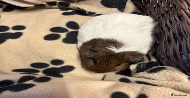 Guinea Pig rodents Beautiful young female guinea pig  - Advert 1