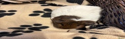 Guinea Pig rodents for sale: Beautiful young female guinea pig  - Advert 3