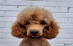 Miniature Poodle dogs for stud: Kc Minature Poodle for stud - Image 11