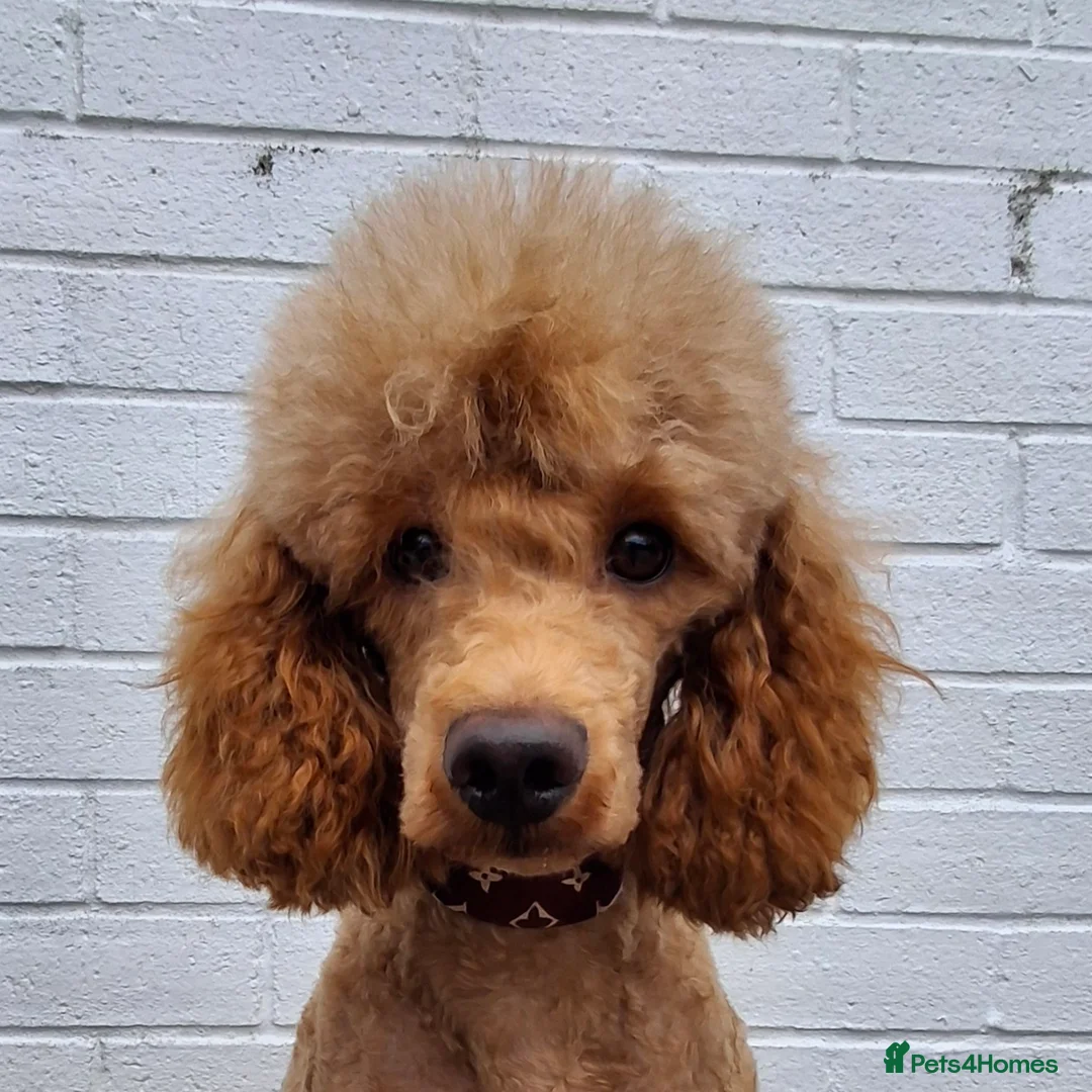 Miniature Poodle dogs for stud: Kc Minature Poodle for stud - Advert 11
