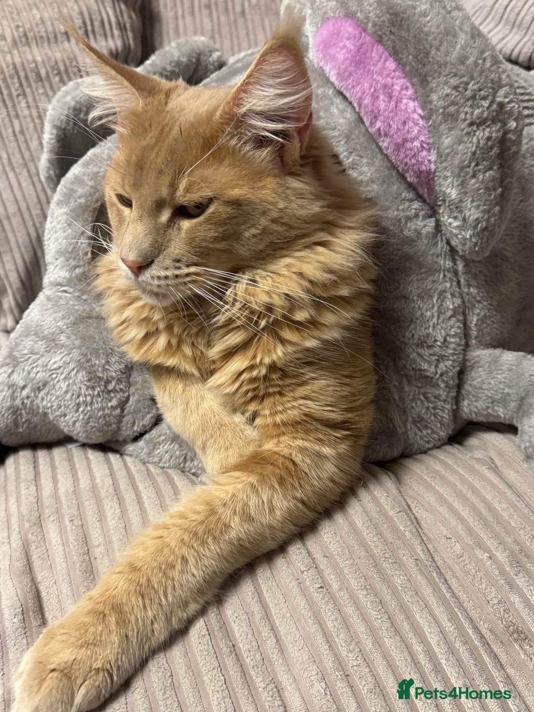 Maine Coon cats for stud: Pedigree active registered Maine coon boy for stud - Advert 5