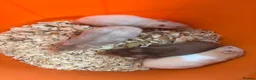 Hamster rodents for sale: Syrian hamsters - Advert 4
