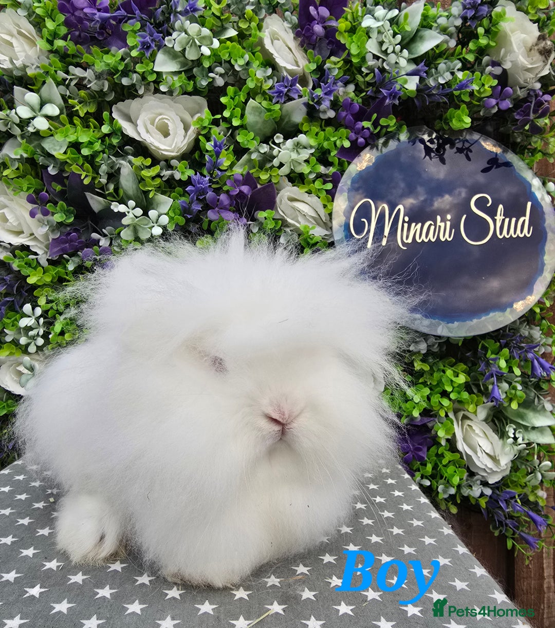 Lionhead rabbits for sale: Gorgeous Purebred Lionheads available  - Advert 3