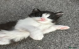 Mixed Breed cats for sale: 4 adorable male Siberian mix kittens 🐾 - Image 11