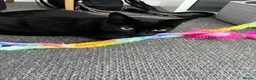 British Shorthair cats for sale: Black female 3 year old house cat in Peterborough - Advert 6