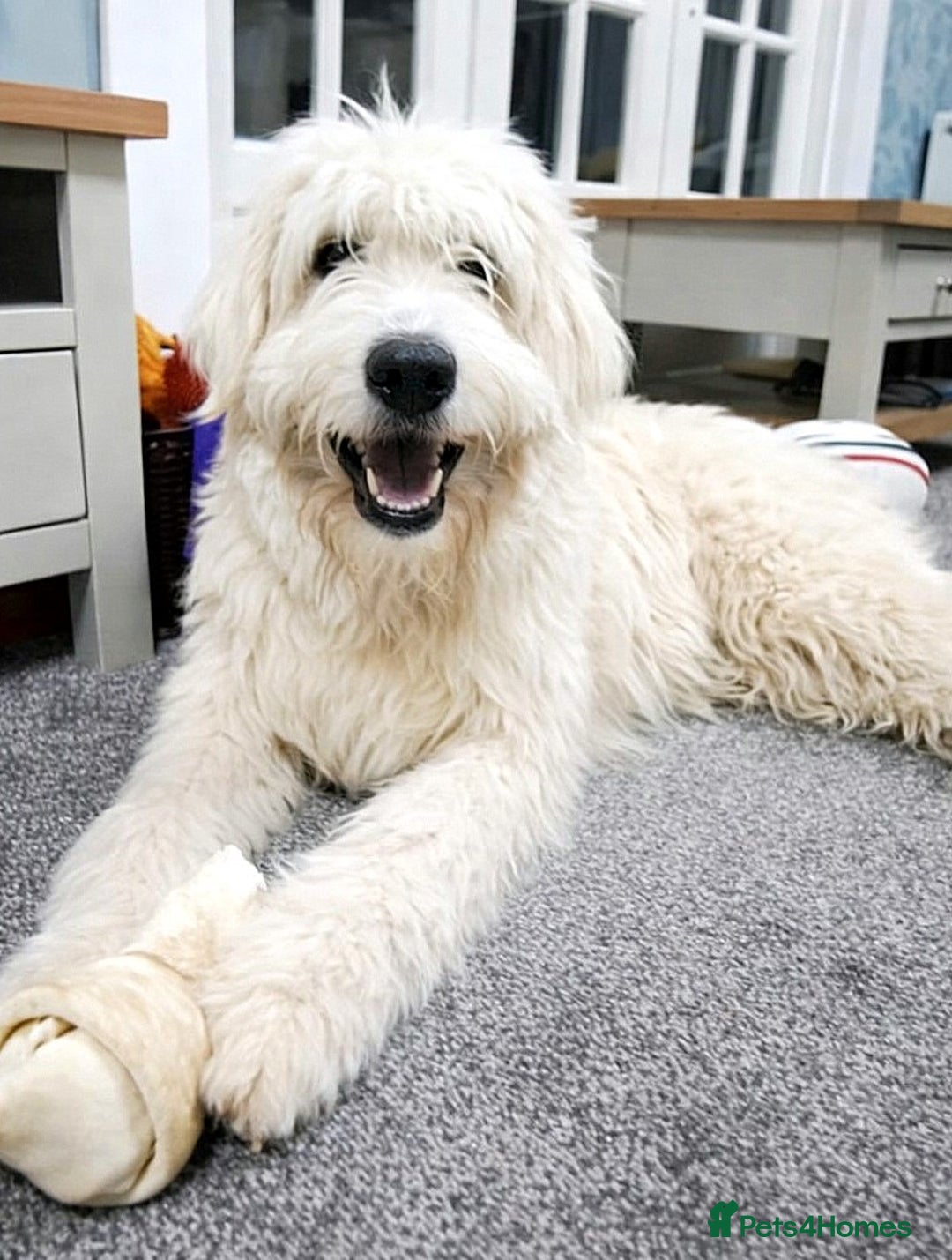 Mixed Breed dogs for adoption: Meet JOJO - a superb big girl, for a Loving Home - Advert 1