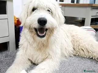 Mixed Breed dogs Meet JOJO - a superb big girl, for a Loving Home - Advert 9