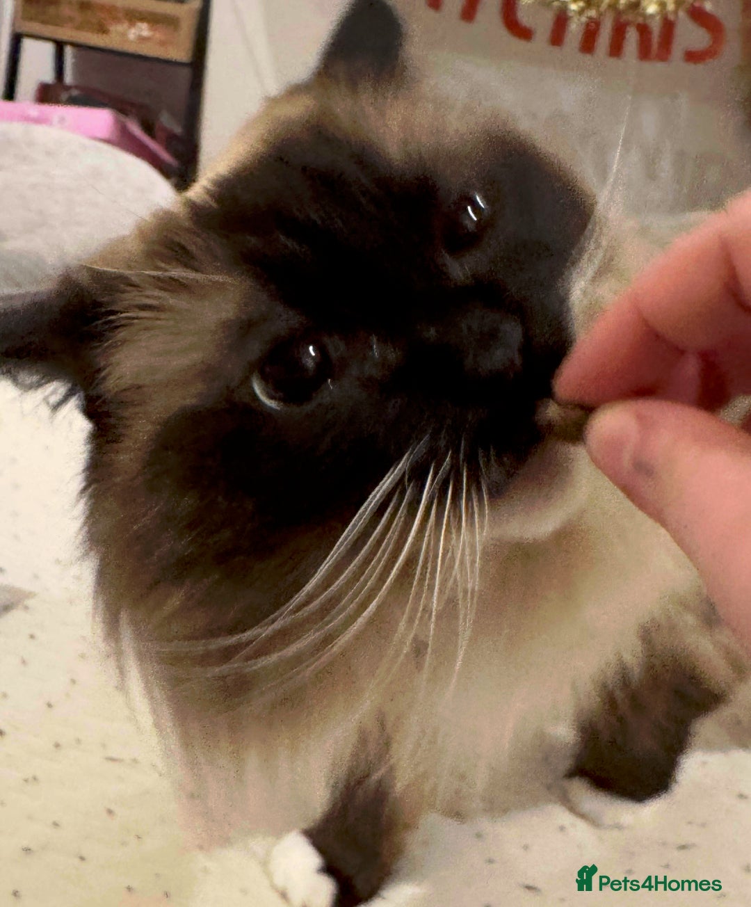 Ragdoll cats for sale: Beautiful Ragdoll female  - Advert 4