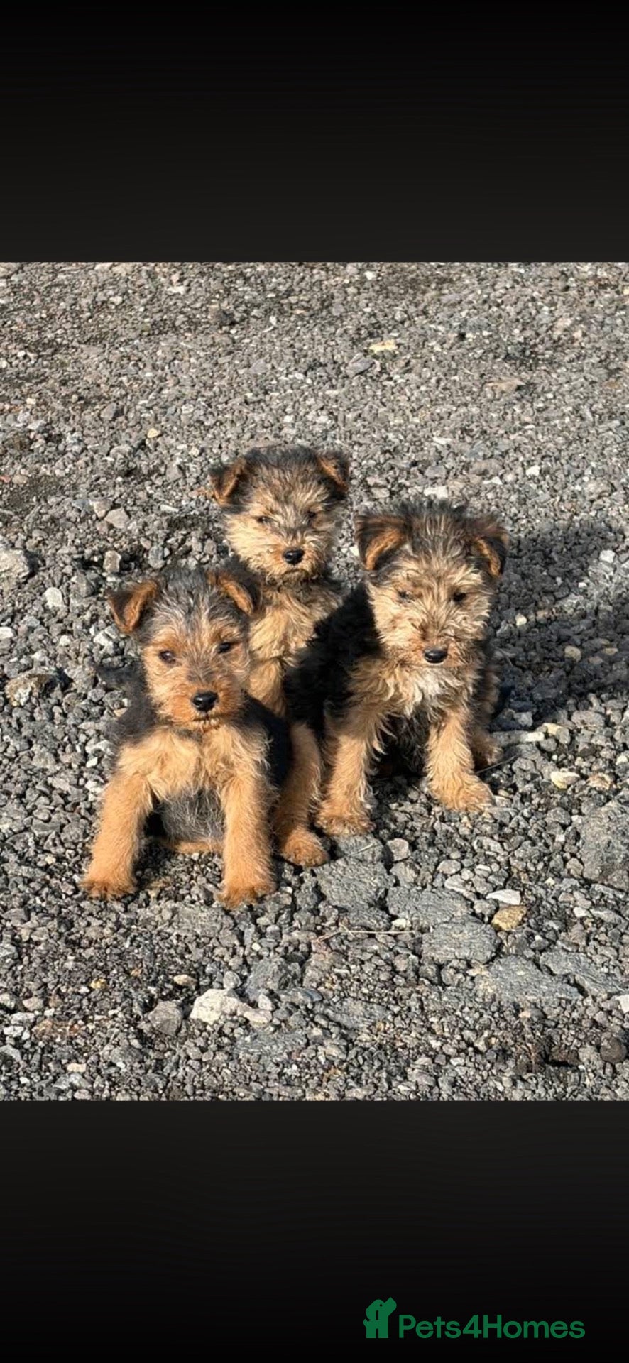 Mixed Breed dogs Lakeland/Welsh terriers (welkies) - Advert 17