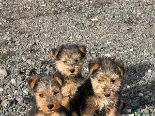 Mixed Breed dogs Lakeland/Welsh terriers (welkies) - Advert 17