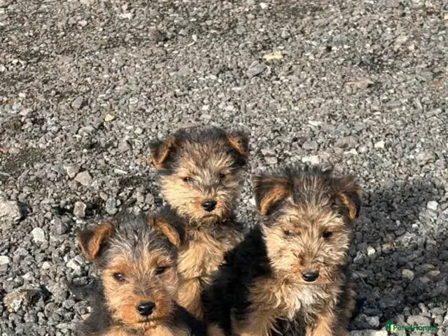 Mixed Breed dogs Lakeland/Welsh terriers (welkies) - Advert 20